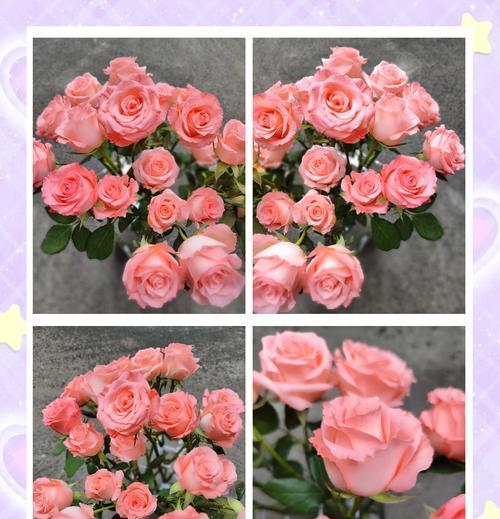 粉红色玫瑰花在女生中代表什么？粉玫瑰的花语有哪些？