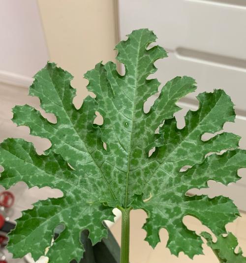 西葫芦花语在网络用语中代表什么？如何用西葫芦花语表达？