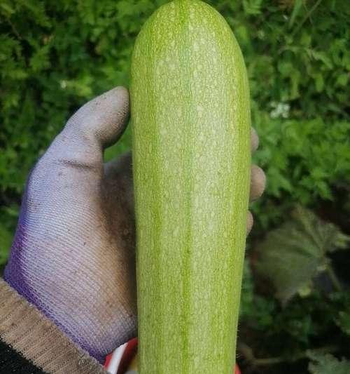 西葫芦花语在网络用语中代表什么？如何用西葫芦花语表达？