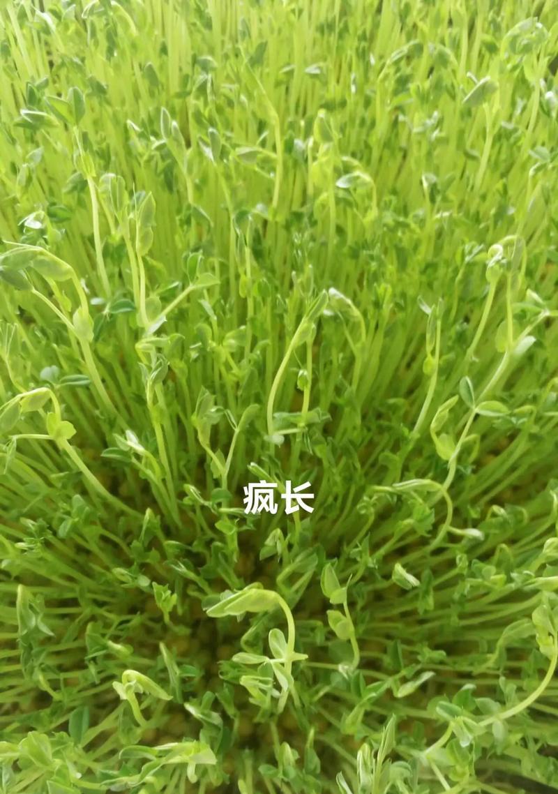 豌豆尖的花语是什么谜语呢？你能猜出这个花语的谜底吗？