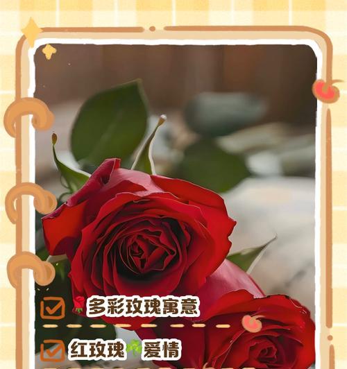 玫瑰仍然是玫瑰的花语是什么？它代表了哪些情感？