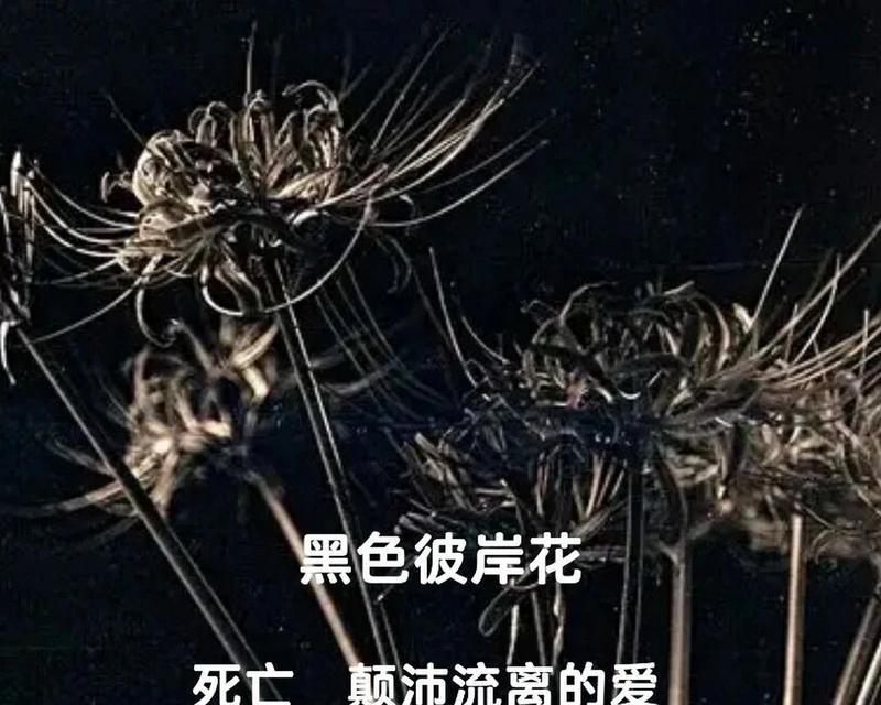 哪种花的花语与黑色相关？