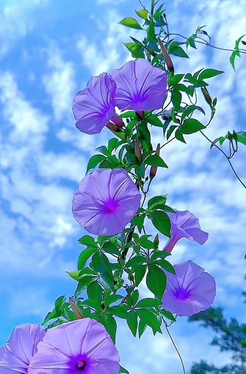 喇叭的花语和寓意是什么？它象征着什么？
