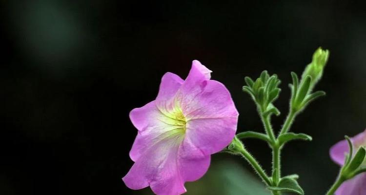 喇叭的花语和寓意是什么？它象征着什么？