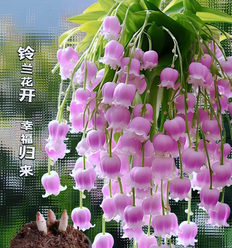 白色的铃兰花的花语是什么？代表死去的挚爱的花语是什么？