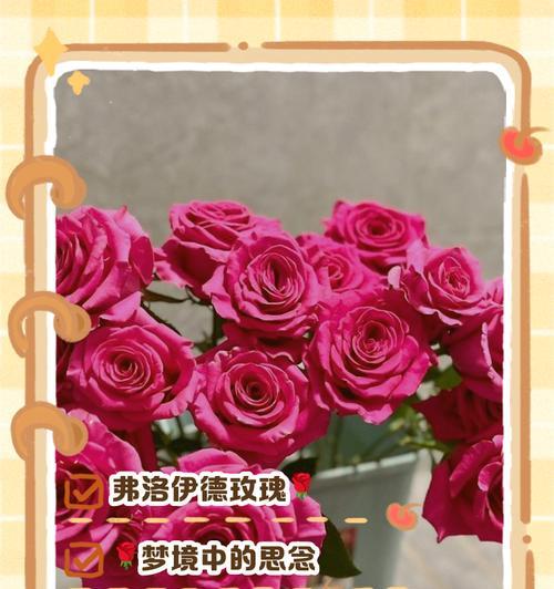 喷绘玫瑰花的花语有何特别之处？如何挑选喷绘玫瑰花？