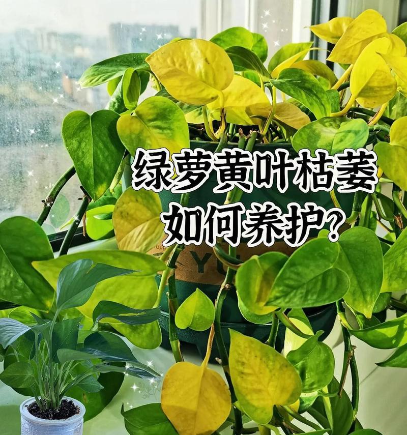 绿萝的花语介绍和寓意是什么？这种花语如何影响我们的生活？