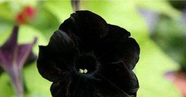 滴水香的花语及其寓意是什么？它象征着什么？