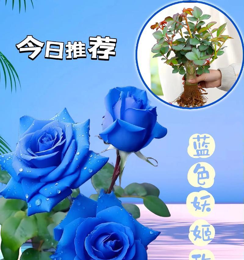假蓝玫瑰的花语是什么含义？它象征着什么？