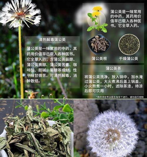 蒲公英的花语是什么？你知道它的寓意吗？