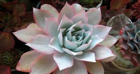 石头花多肉植物的花语有何深意？