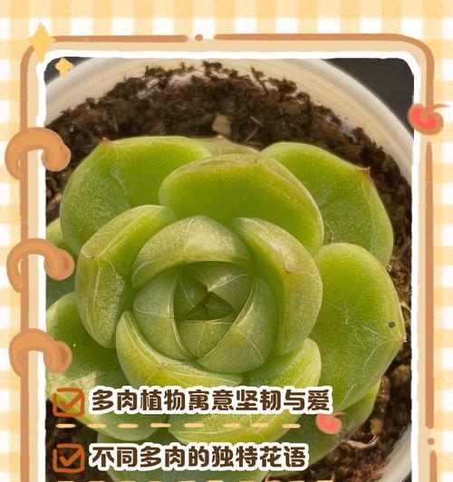 石头花多肉植物的花语有何深意？