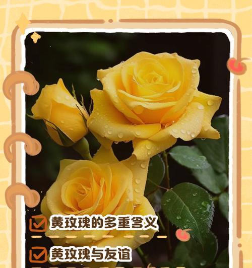 送新人玫瑰花有何寓意？它的花语含义是什么？