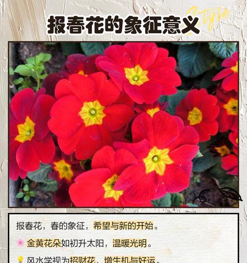 忠实的爱花语有哪些？如何用花表达忠诚？