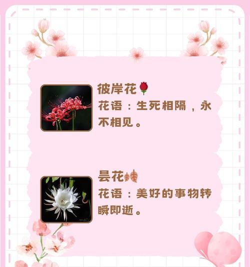 忠实的爱花语有哪些？如何用花表达忠诚？