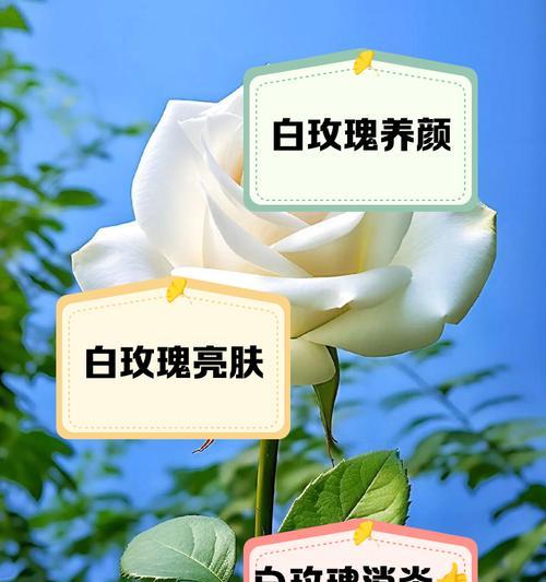 枯萎白玫瑰的花语是什么？