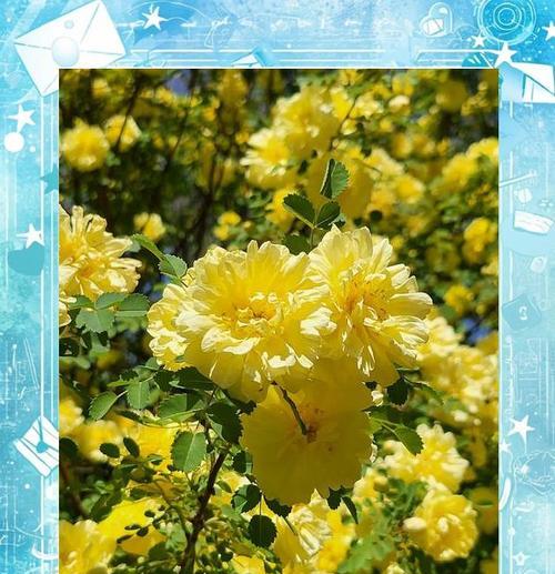 哪种花代表浪漫和暗恋？花语有何深意？
