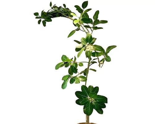 大秦叶榕花语有何特殊含义？适合哪种场合赠送？