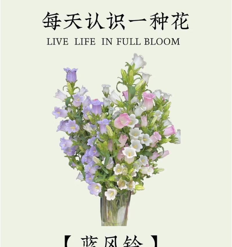 人格花语和寓意有哪些？它们代表了什么？