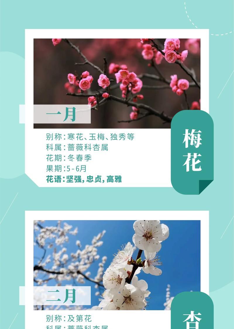 人格花语和寓意有哪些？它们代表了什么？