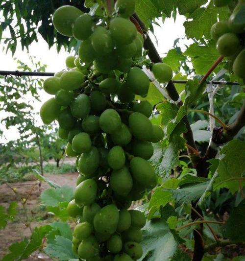 葡萄熟了象征着什么？它的花语有何深意？