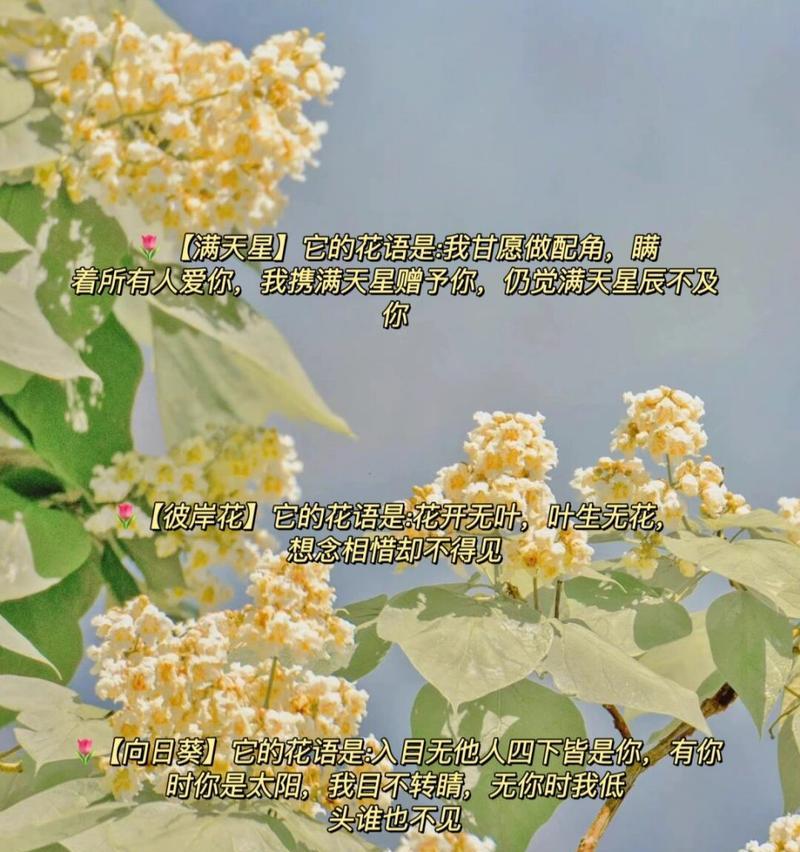 相识即相惜花语是什么？相识纪念日送什么花最合适？