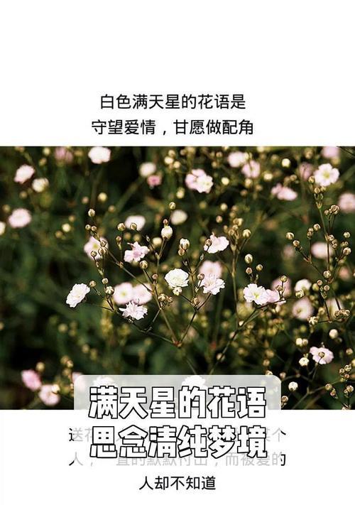 满天星的花语功效特点和相关诗词有哪些？