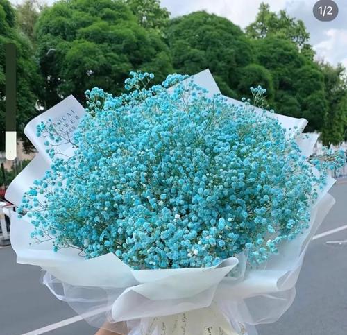 满天星的花语功效特点和相关诗词有哪些？