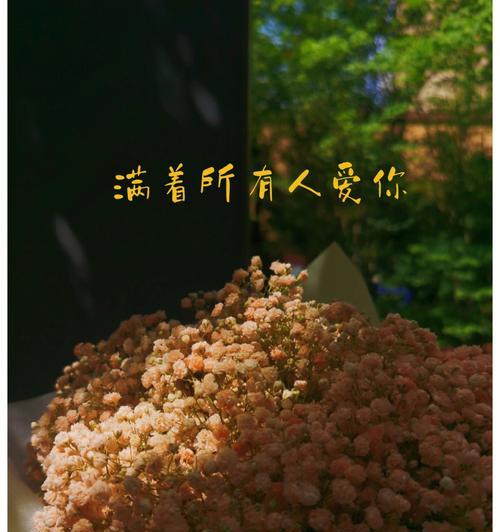 满天星的花语功效特点和相关诗词有哪些？