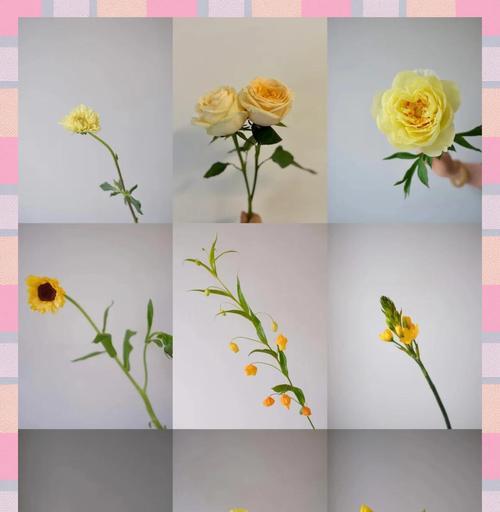 玫瑰骑士送花时的花语有何深意？