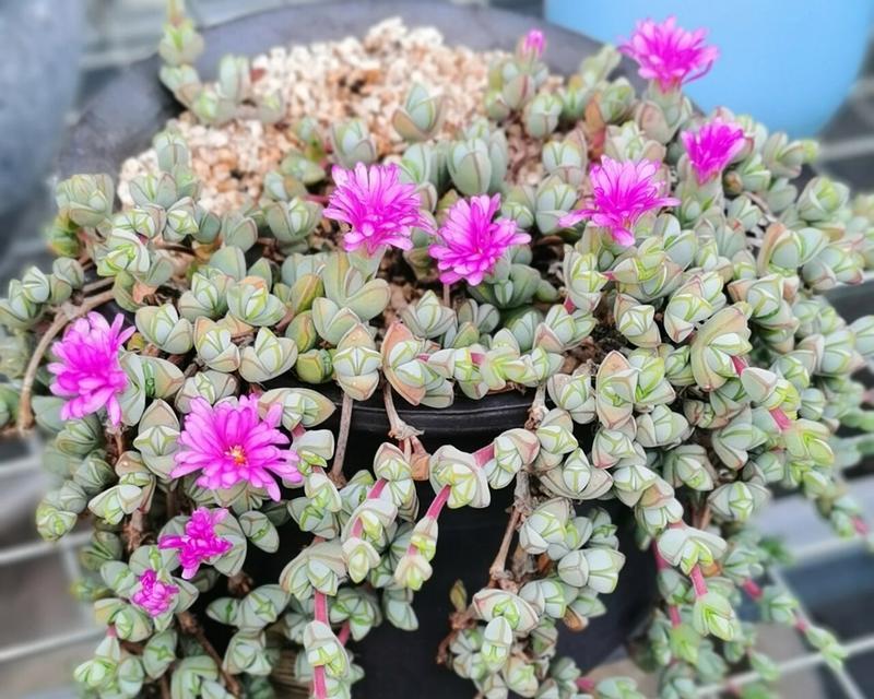 碧玉的花语代表什么？如何理解碧玉的花语含义？