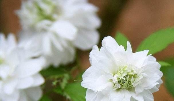 道荼糜花的花语是什么？这种花的象征意义是什么？