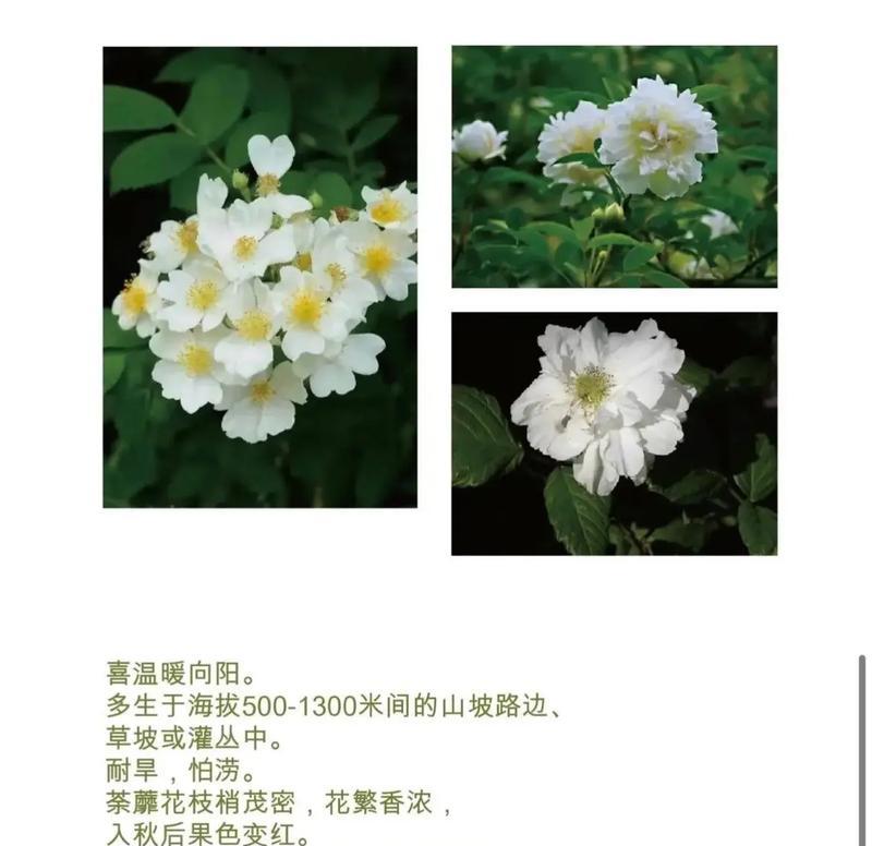 道荼糜花的花语是什么？这种花的象征意义是什么？