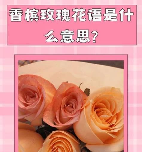 香槟玫瑰的花语有何特别之处？代表哪种情感？