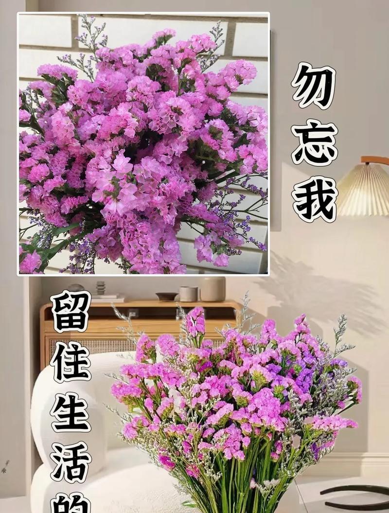 哪种花的花语是梦的开始？这种花语如何影响人们的情感？