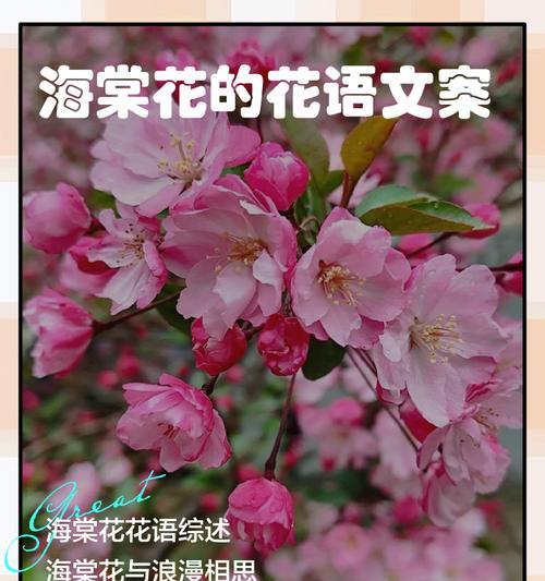 哪种花的花语是梦的开始？这种花语如何影响人们的情感？