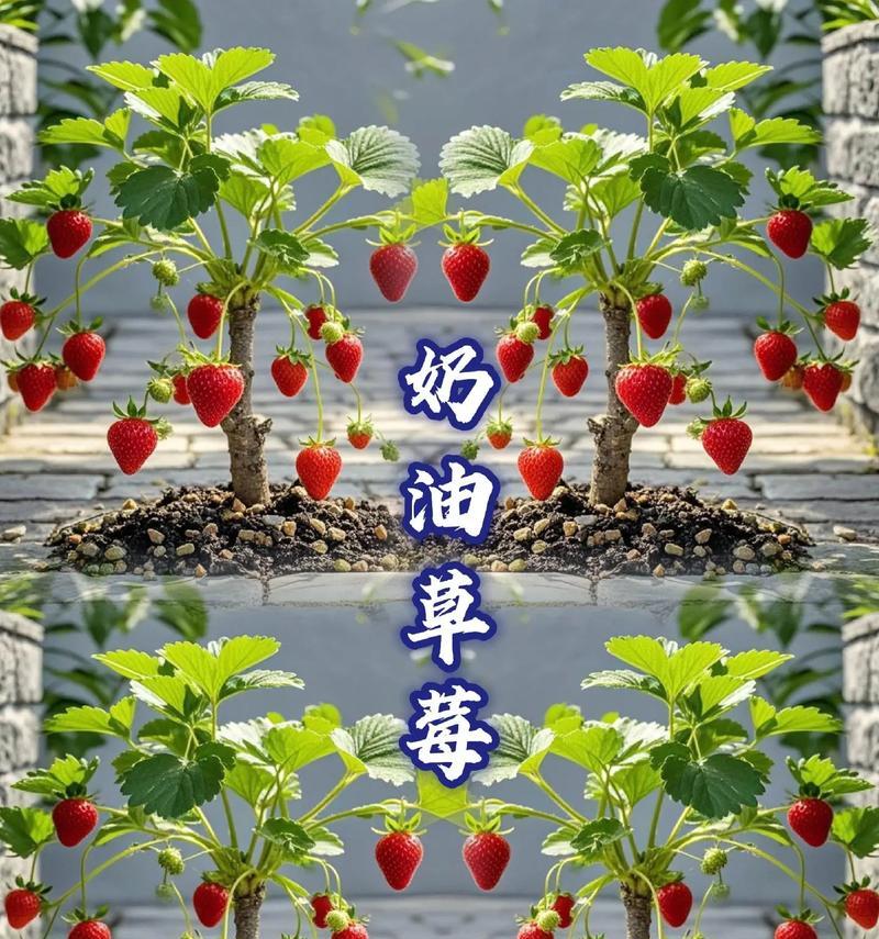 草莓奶油的花语代表什么含义？