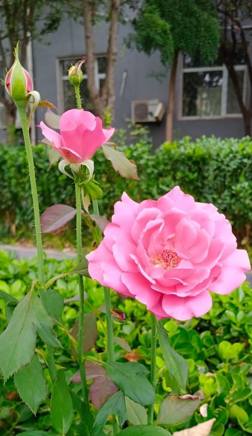 月季花的花语有哪些？月季代表什么寓意？
