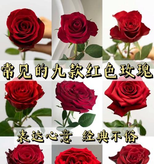 用情至深的花语是什么？哪种花代表了深情的爱？