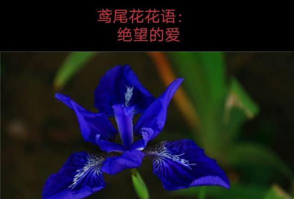 用情至深的花语是什么？哪种花代表了深情的爱？