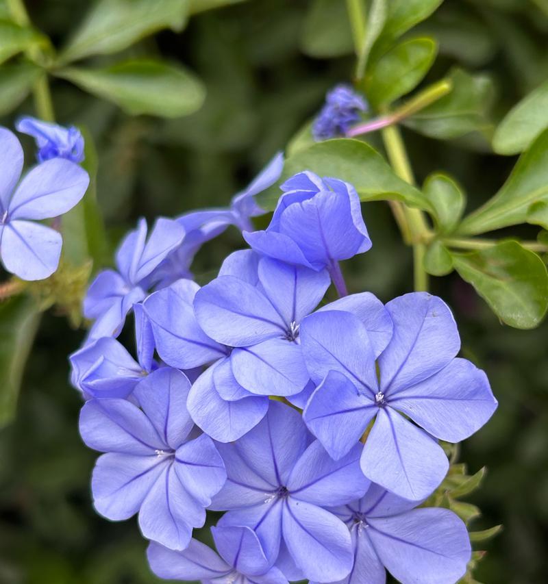 桑蓓斯凤仙花的花语有哪些？它在园艺中代表什么？