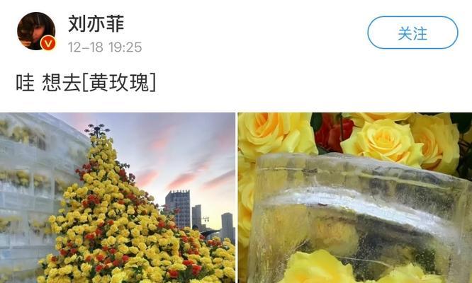 送男朋友姐姐的花语有何含义？