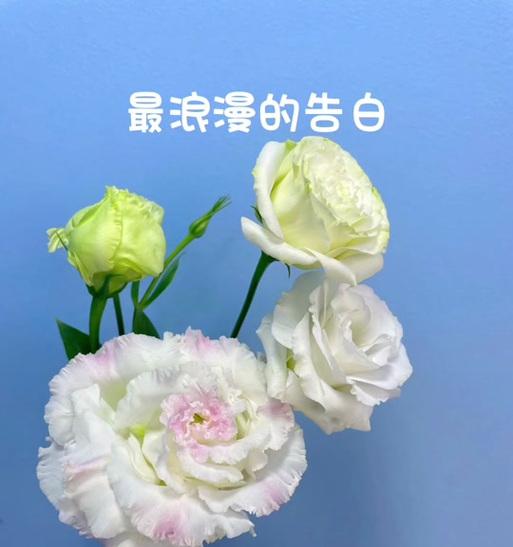 送男朋友姐姐的花语有何含义？