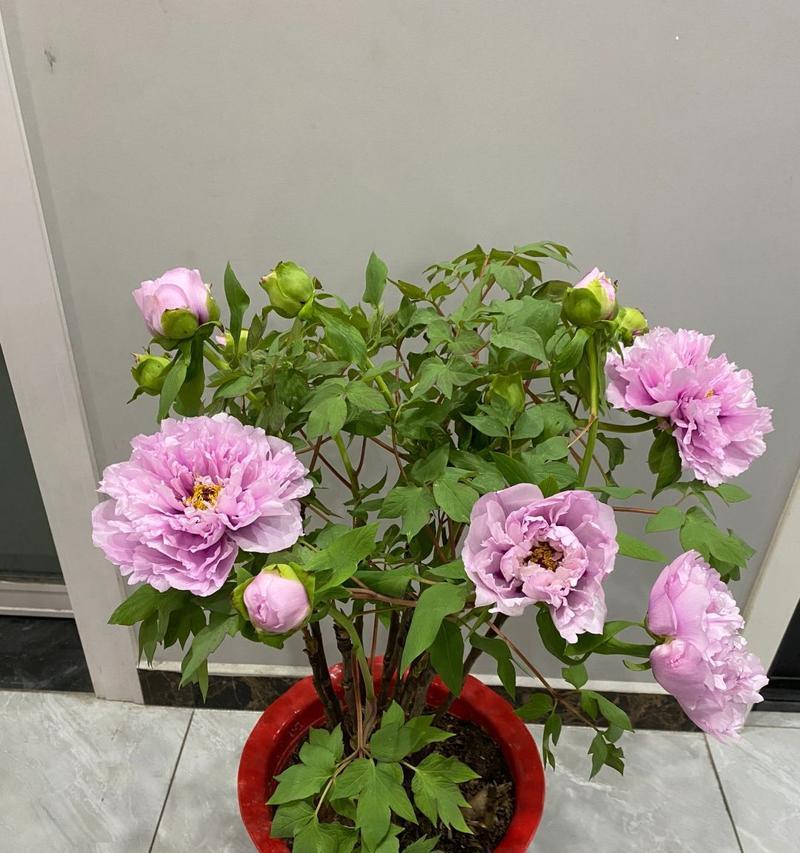 催花牡丹的花语具体指什么？