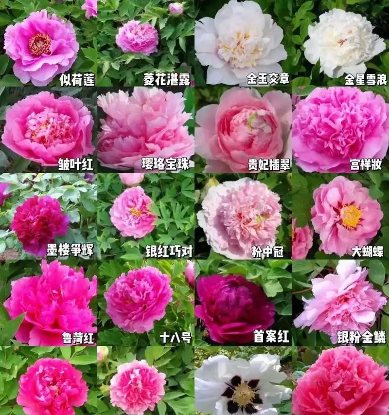 催花牡丹的花语具体指什么？