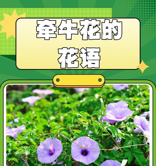 表达“只爱一个”的花语是什么？它传递了怎样的承诺？