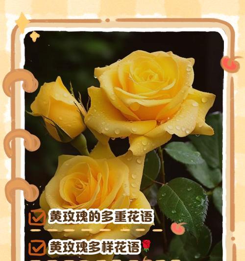 精彩阳光玫瑰花语有何独特之处？