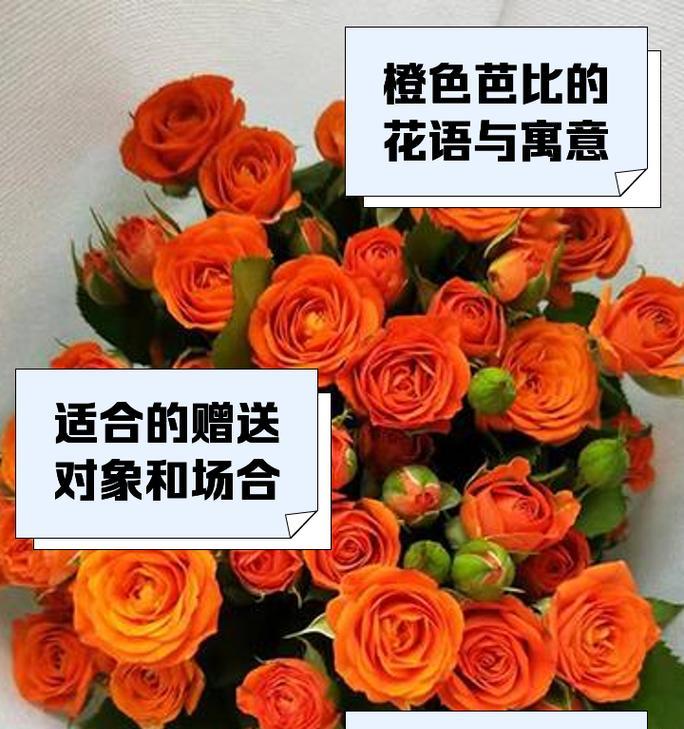 精彩阳光玫瑰花语有何独特之处？