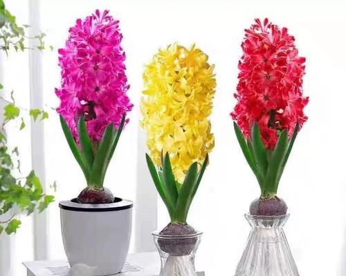 风信子花语全部颜色代表什么？不同颜色的风信子各自象征着什么？