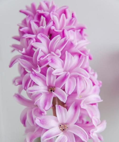风信子花语全部颜色代表什么？不同颜色的风信子各自象征着什么？